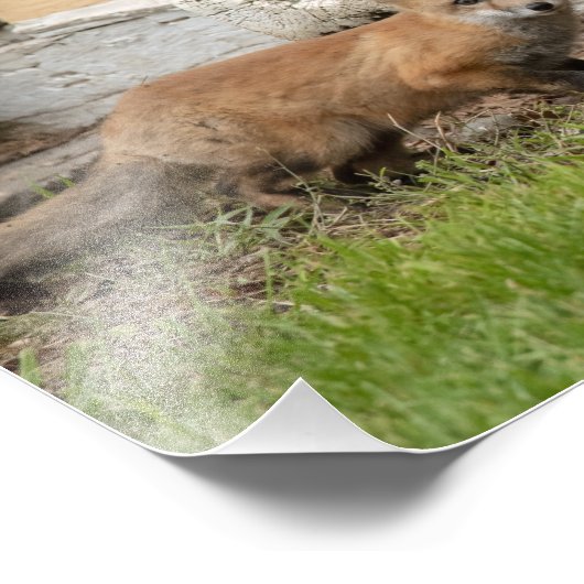 Drie Fox Kits Foto Afdruk (Hoek)