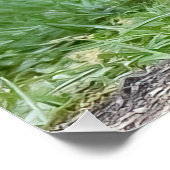 Drie Fox Kits Perfect Poster (Hoek)