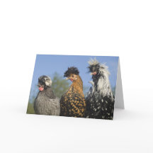 Drie funky Poolse kippen - Funny Birds