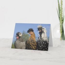 Drie funky Poolse kippen - Funny Birds Kaart