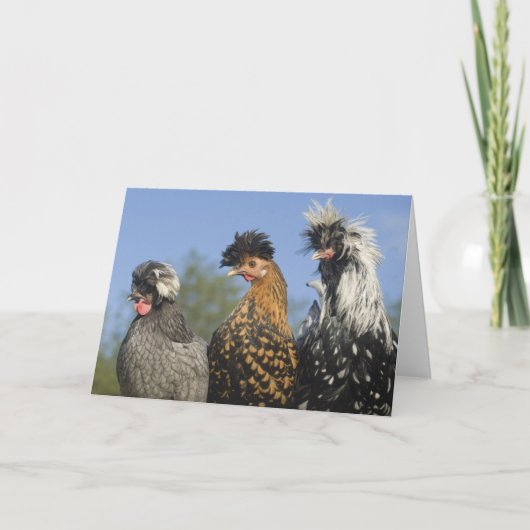 Drie funky Poolse kippen - Funny Birds Kaart (Voorkant)