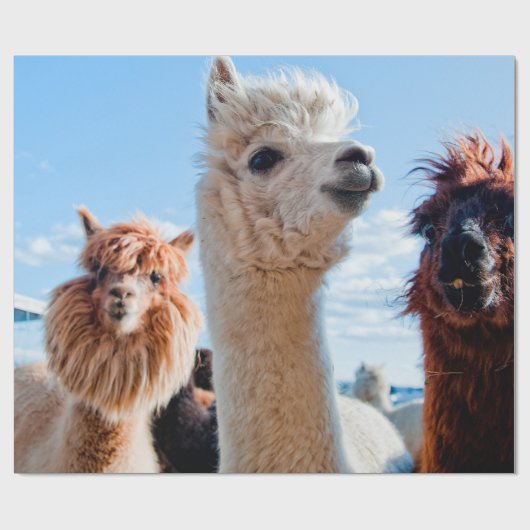 Drie Funny Alpacas Cadeaupapier (Vlak)