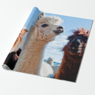 Drie Funny Alpacas Cadeaupapier