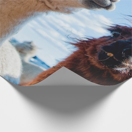 Drie Funny Alpacas Cadeaupapier (Hoek)