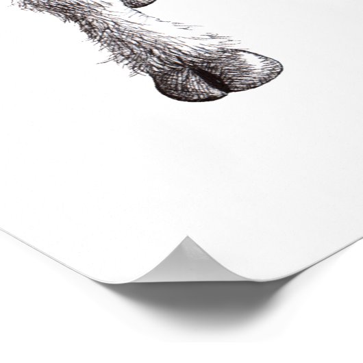 Drie Funny Cheeky Sheep Poster (Hoek)