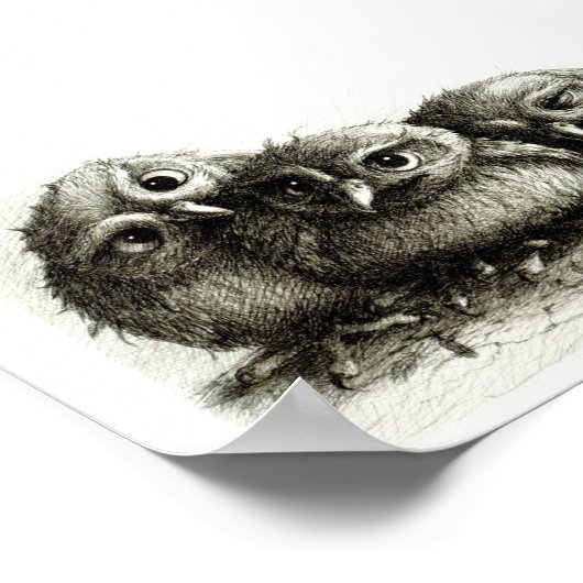 Drie Funny Young Owls handgetekende fijne kunsten Poster (Hoek)