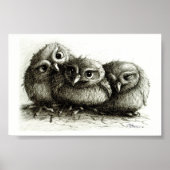 Drie Funny Young Owls handgetekende fijne kunsten Poster (Voorkant)