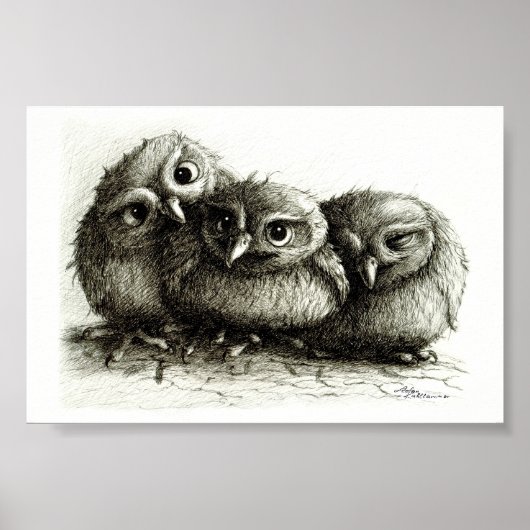 Drie Funny Young Owls handgetekende fijne kunsten Poster (Voorkant)