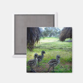 Drie Fuzzy Baby Emu Kippen, Fridge Magnet (Voorkant / Achterkant)