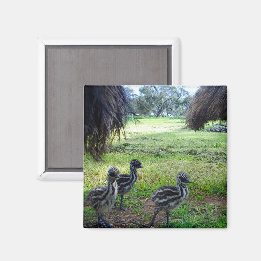 Drie Fuzzy Baby Emu Kippen, Fridge Magnet (Voorkant / Achterkant)