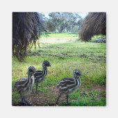 Drie Fuzzy Baby Emu Kippen, Fridge Magnet (Voorkant)