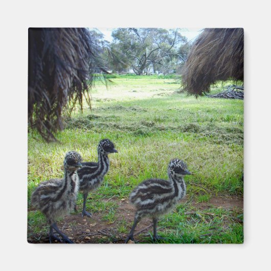 Drie Fuzzy Baby Emu Kippen, Fridge Magnet (Voorkant)