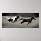 Drie galopingpaarden poster (Voorkant)