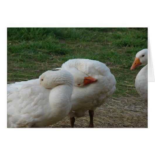 Drie ganzen (Voorkant Horizontaal)