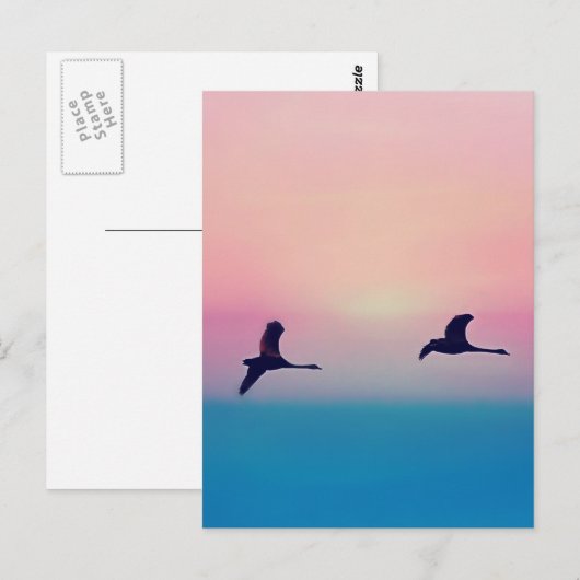 Drie ganzen in vlucht briefkaart (Voorkant / Achterkant)