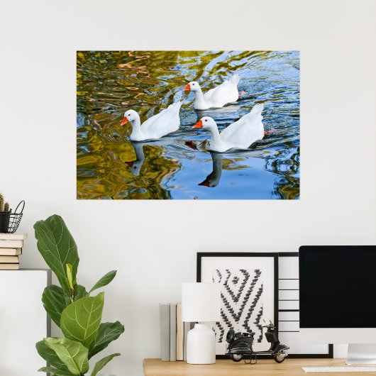 drie ganzen zwemmen poster (Thuiskantoor)