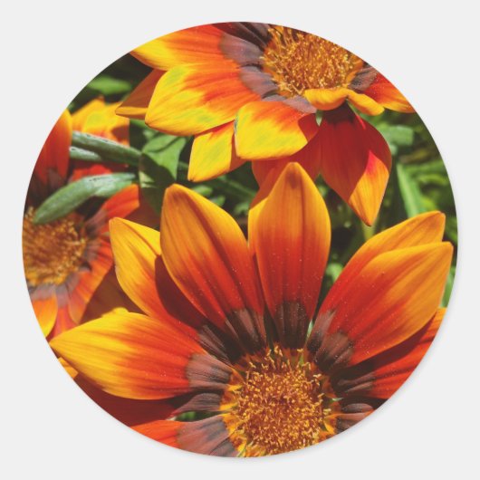 Drie Gazanias ronde sticker, envelop sealer Sticker (Voorkant)
