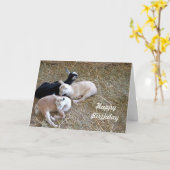 Drie Geiten 7889 Verjaardagskaarten Kaart (Gele Bloem)