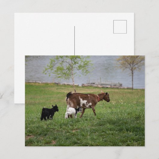 Drie geiten briefkaart (Voorkant / Achterkant)