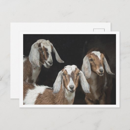 Drie Geiten Foto Briefkaart (Voorkant / Achterkant)