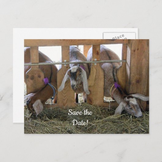 Drie geiten slaan de datum op aankondigingskaart (Voorkant / Achterkant)