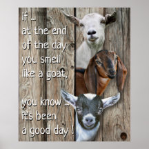 Drie Geitenportret - Schuif als een geit