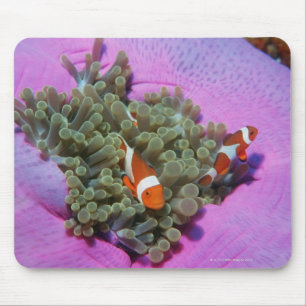 Drie Gekloonde vissen op Zee Anemone, Zee van Anda Muismat