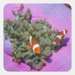 Drie Gekloonde vissen op Zee Anemone, Zee van Anda Vierkante Sticker