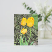 Drie gele tulpen / briefkaart (Staand voorkant)