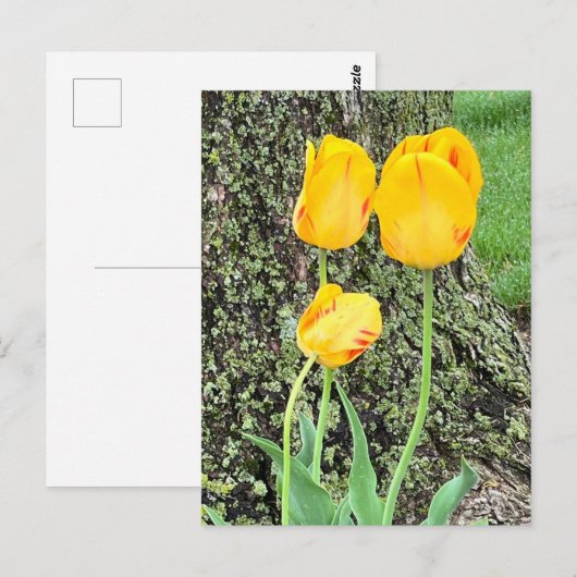 Drie gele tulpen / briefkaart (Voorkant / Achterkant)