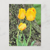 Drie gele tulpen / briefkaart (Voorkant)