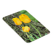 Drie gele tulpen / Flexibel Magneet (Rechterzijde)