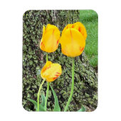Drie gele tulpen / Flexibel Magneet (Verticaal)