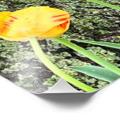 Drie gele tulpen / foto afdruk (Hoek)