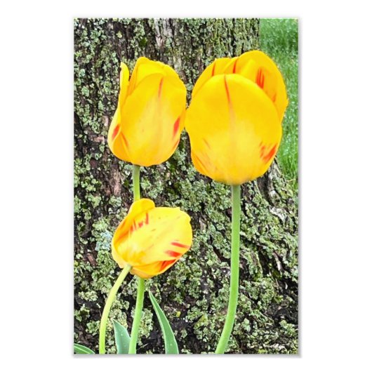 Drie gele tulpen / foto afdruk (Voorkant)