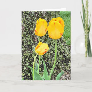 Drie gele tulpen / notitiekaartje
