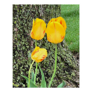Drie gele tulpen / perfect poster