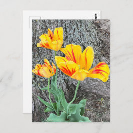 Drie gele Tulpen Sequel / Briefkaart
