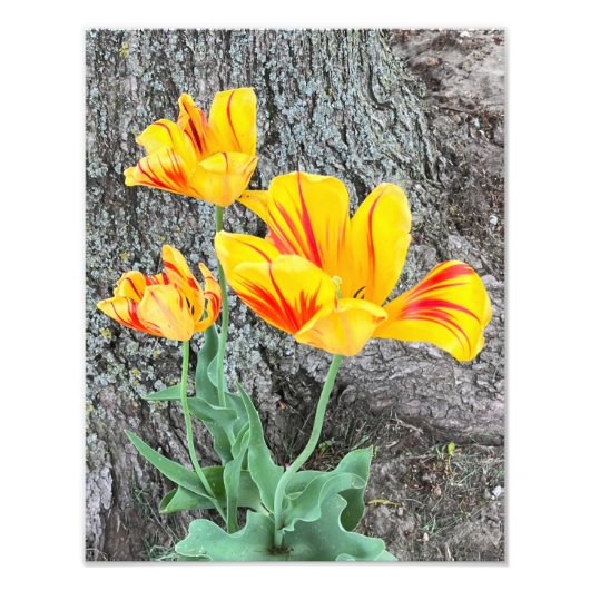Drie gele Tulpen Sequel / Foto Afdruk (Voorkant)