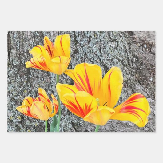 Drie gele Tulpen Sequel / Inpakpapier Vel (Voorkant)