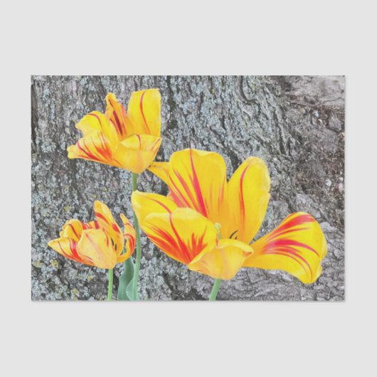 Drie gele Tulpen Sequel / Tissuepapier (Voorkant)