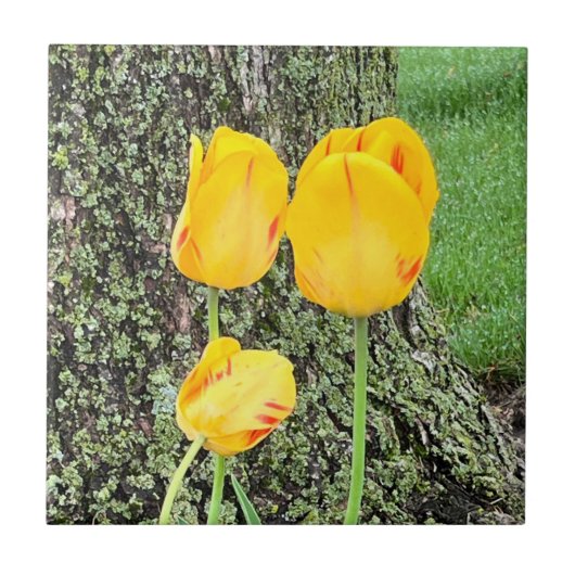 Drie gele tulpen / tegeltje (Voorkant)
