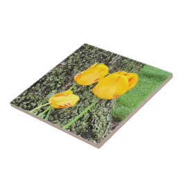 Drie gele tulpen / tegeltje