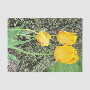 Drie gele tulpen / tissuepapier