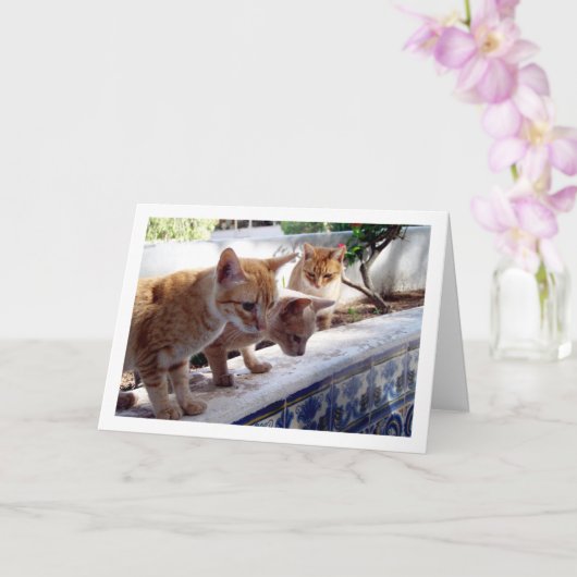 Drie gemberkatten kaart (Orchidee)