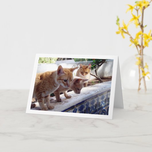 Drie gemberkatten kaart (Gele Bloem)