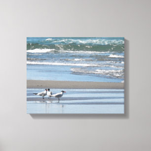 Drie gemeenschappelijke terns Waterverf verpakte c Canvas Afdruk