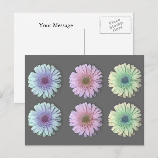 Drie Gerbera Daisy Briefkaart (Voorkant / Achterkant)