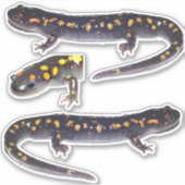 Drie gevlekte salamander vinyl Stickers (Voorkant)