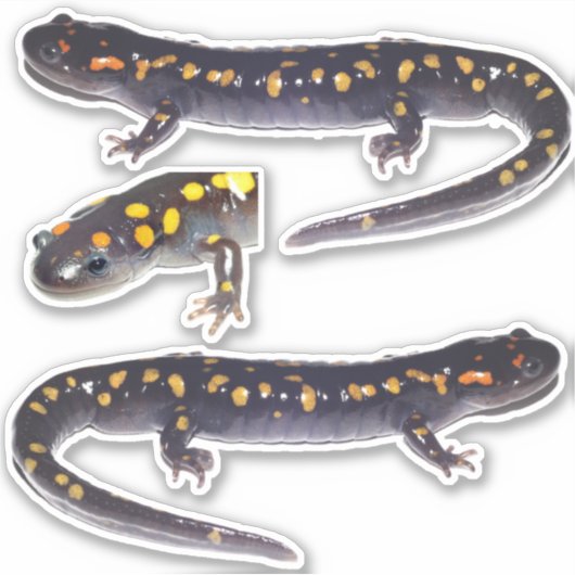 Drie gevlekte salamander vinyl Stickers (Voorkant)